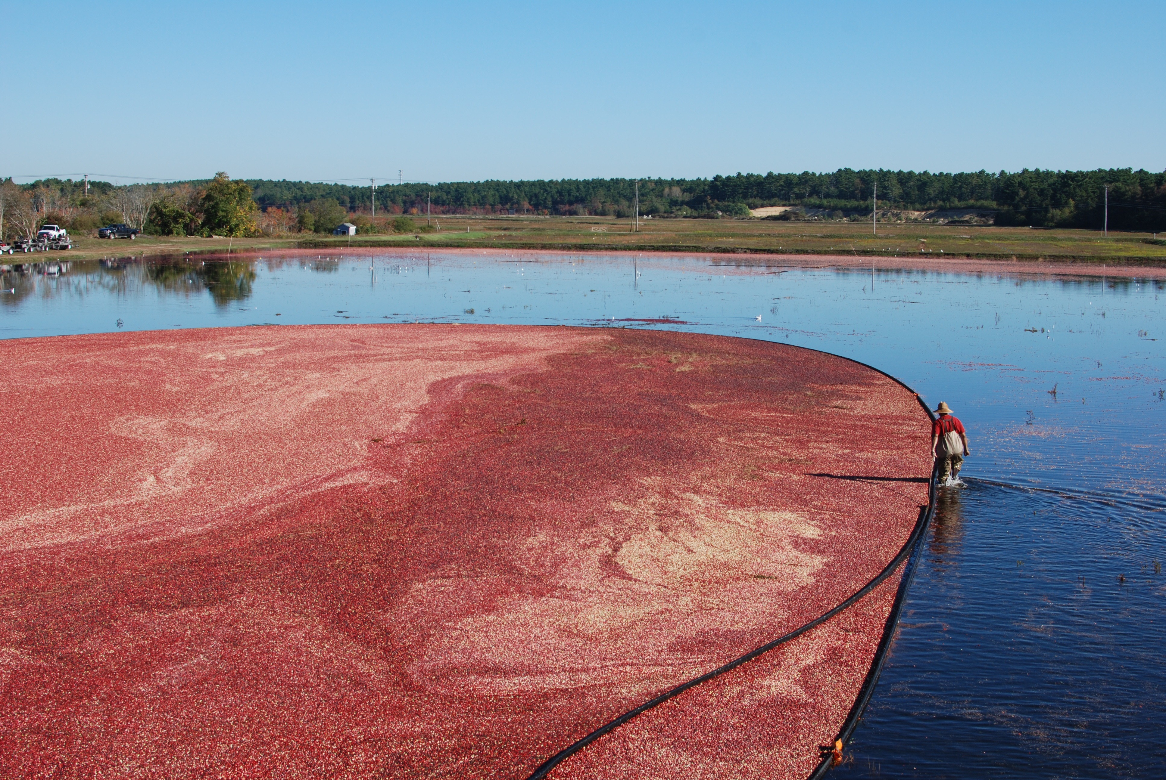 10 Clever Ways to Use Cranberries